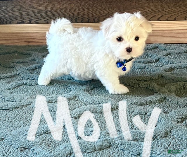 Maltese dogs Molly - Ad 1