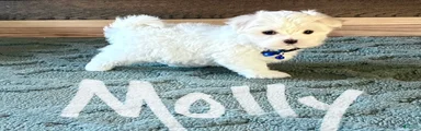 Molly