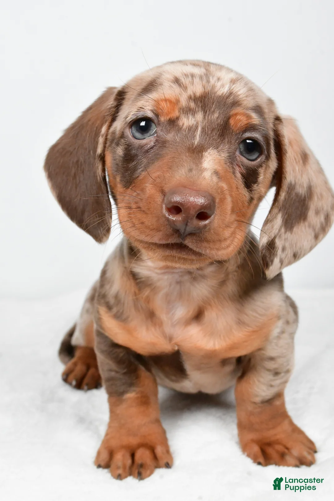 Miniature Dachshund dogs for sale: Hank - Ad 1