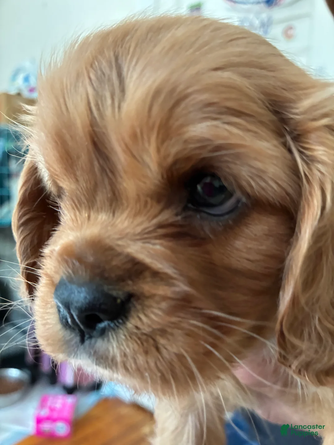 Cavalier King Charles Spaniel dogs for sale: Cavalier King Charles Spaniel Puppy 1 - Ad 2