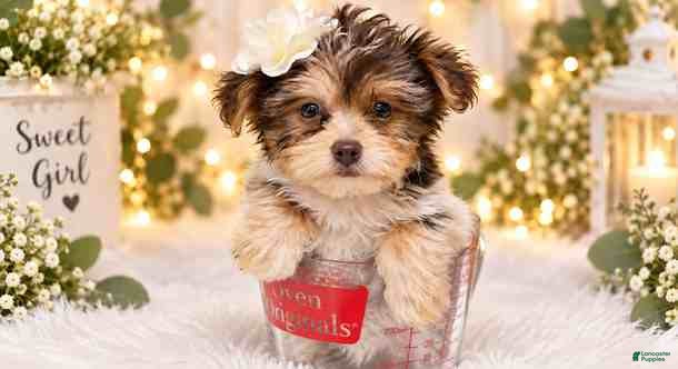 Yorkshire Terrier dogs Yorkshire Terrier 1 - Ad 1
