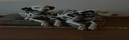 Dalmatian dogs for sale: Dalmatian Puppy 2 - Ad 3