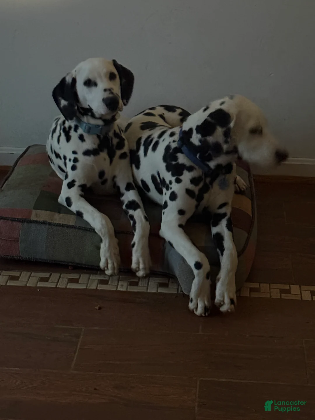 Dalmatian dogs for sale: Dalmatian Puppy 2 - Ad 3