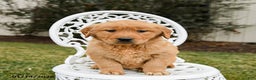 Golden Retriever dogs for sale: Peaches - Ad 3
