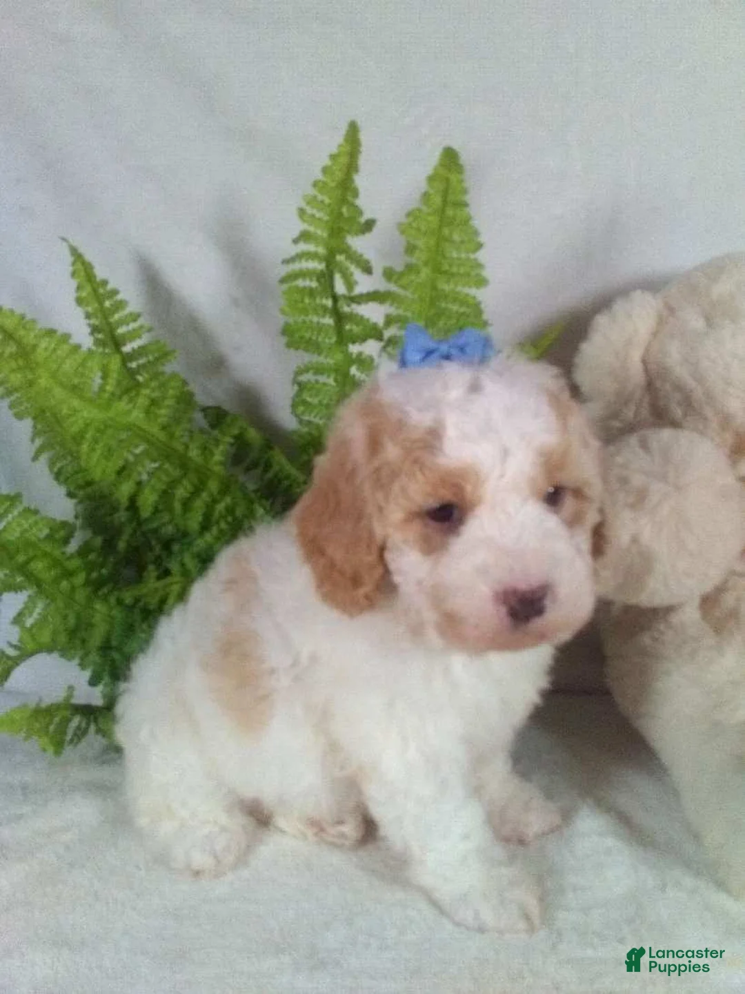 Bichpoo dogs for sale: Jasmine - Ad 5
