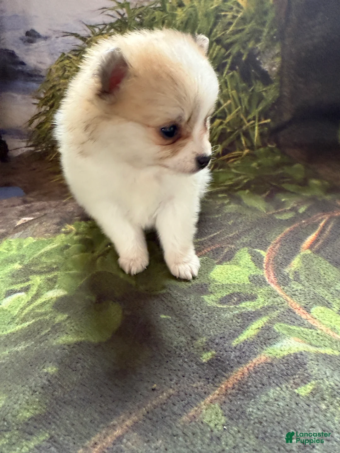 Pomeranian dogs for sale: Russel - Ad 13