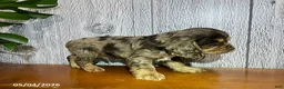 Cocker Spaniel dogs for sale: Asher - Ad 4