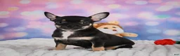 Chihuahua dogs for sale: Boone - Ad 10