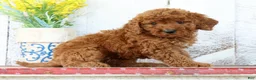 Mini Goldendoodle dogs for sale: Kylie - Ad 5