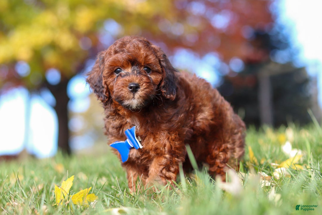 Miniature Poodle dogs for sale: Green Bean - Ad 7