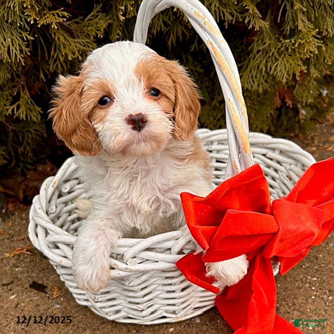 Cavapoo dogs for sale: Clementine - Ad 3