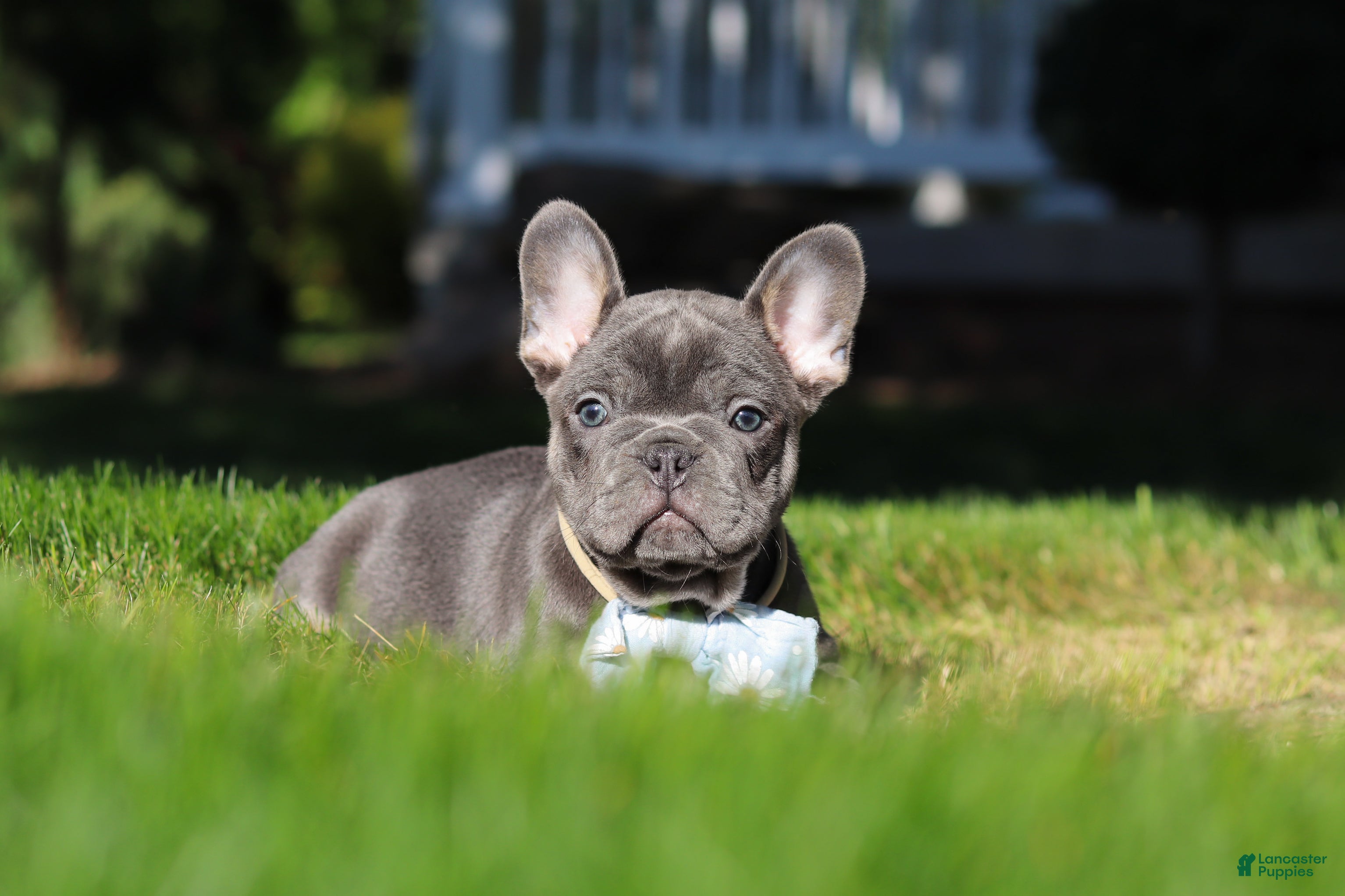French Bulldog dogs for sale: Marshall - Ad 2