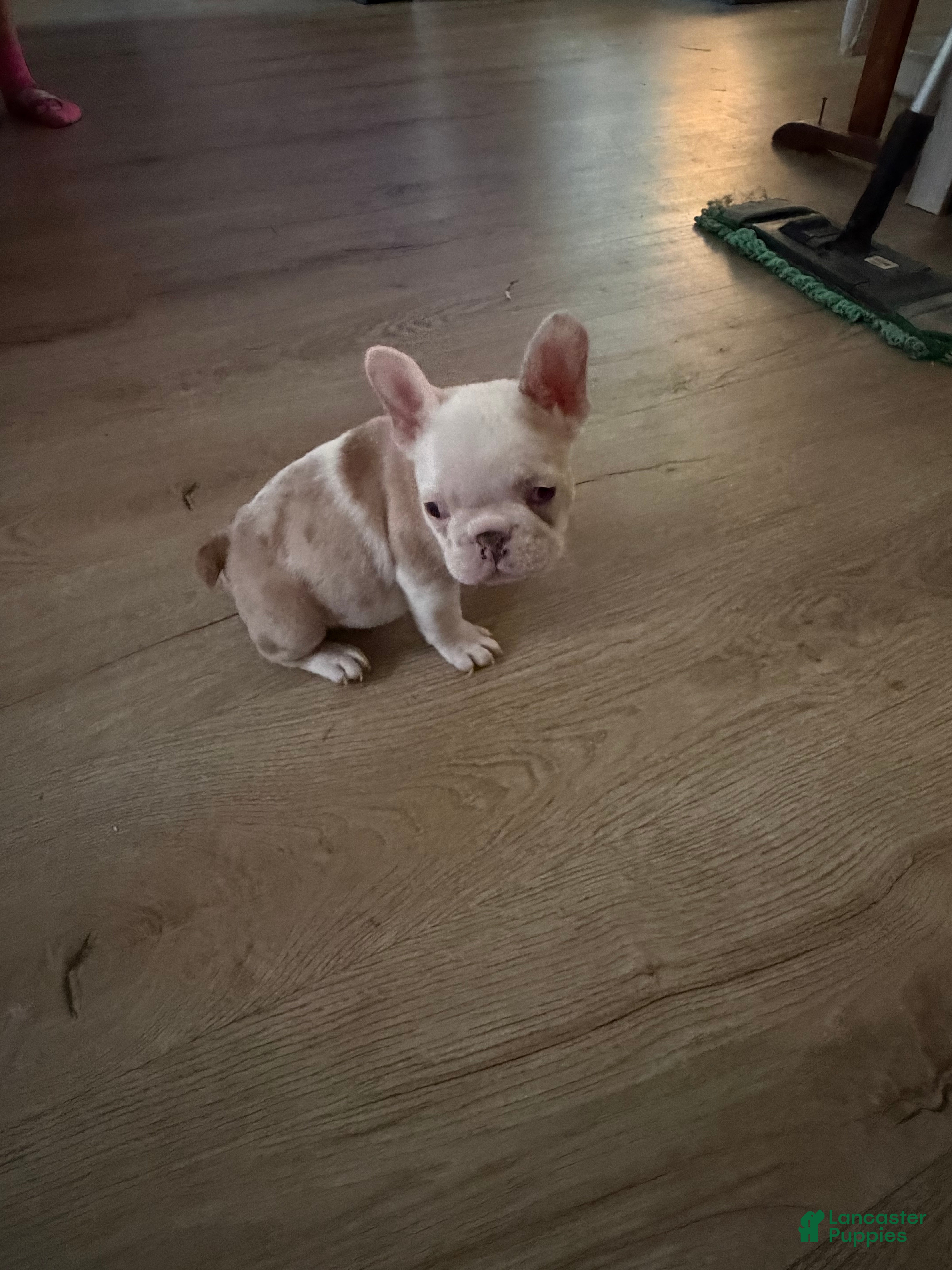 French Bulldog dogs for sale: French Bulldog 2 - Ad 1