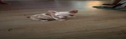 French Bulldog dogs for sale: French Bulldog 2 - Ad 1