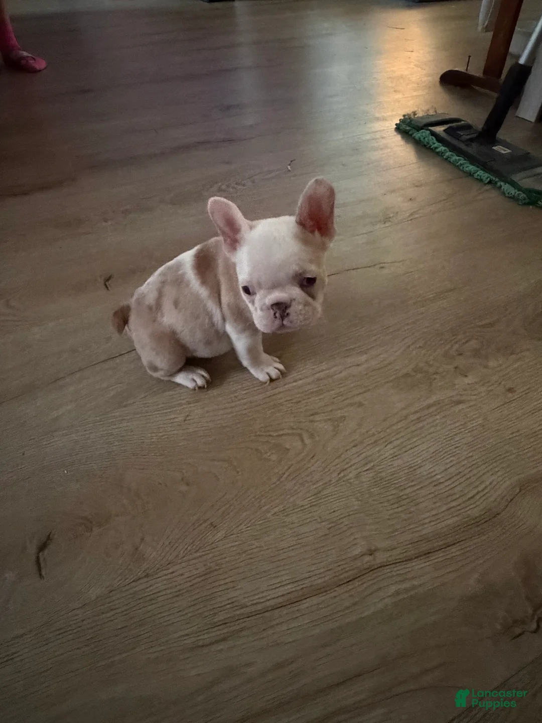 French Bulldog dogs for sale: French Bulldog 2 - Ad 1
