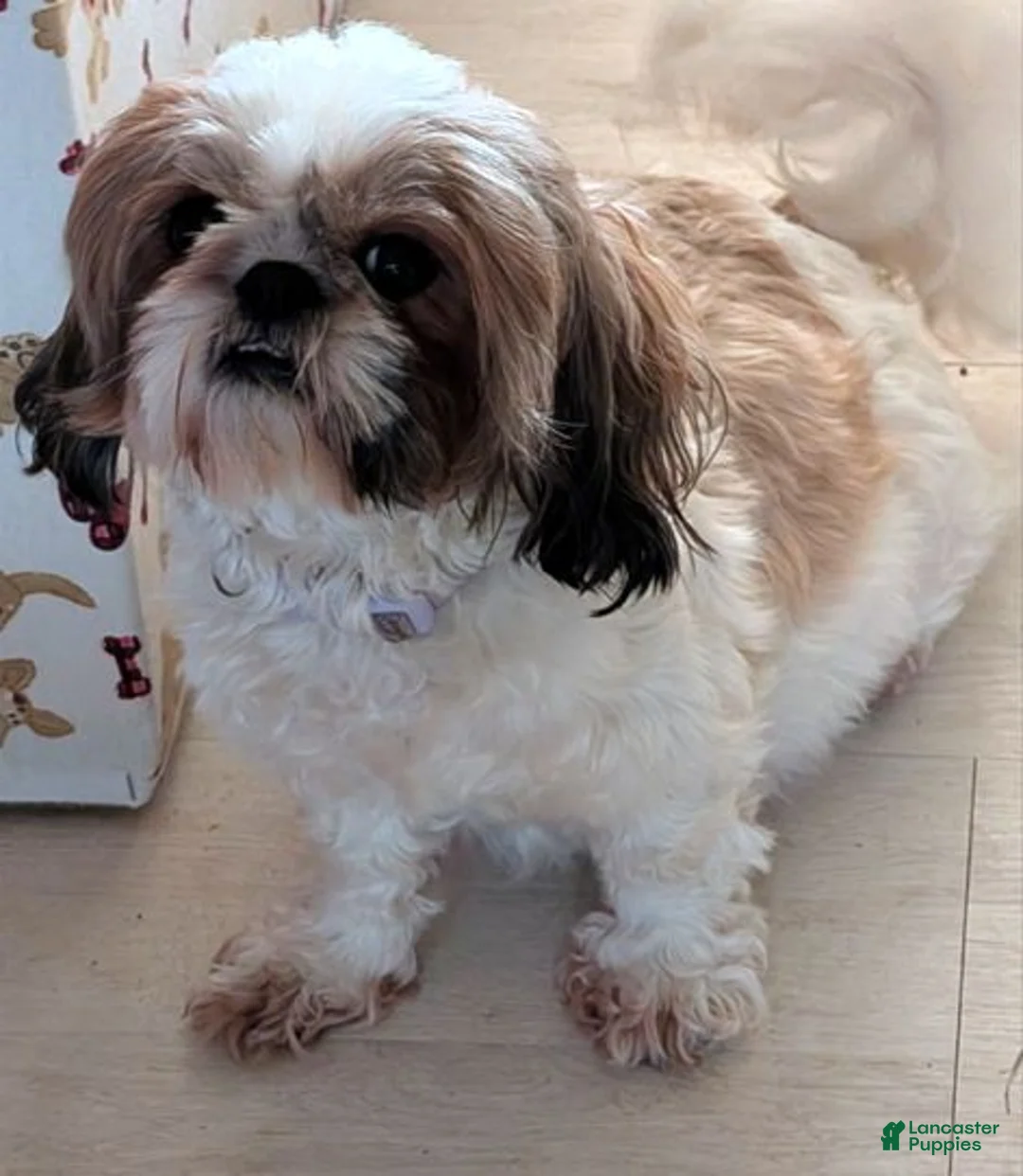 Shih Tzu dogs for sale: LIL Pink Girl - Ad 2