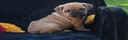 Mixed Breed dogs for sale: Ann - Ad 7