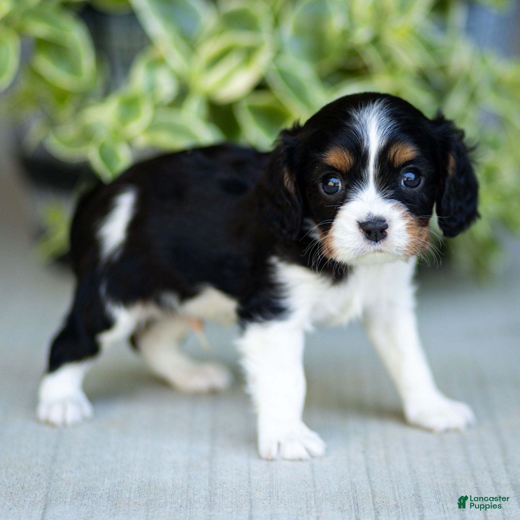 Cavalier King Charles Spaniel dogs ARLO - STUNNING, OUTGOING CAVALIER! - Ad 2