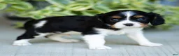 Cavalier King Charles Spaniel dogs for sale: Arlo - Ad 3