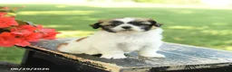 Shih Tzu dogs for sale: Lilac - Ad 5
