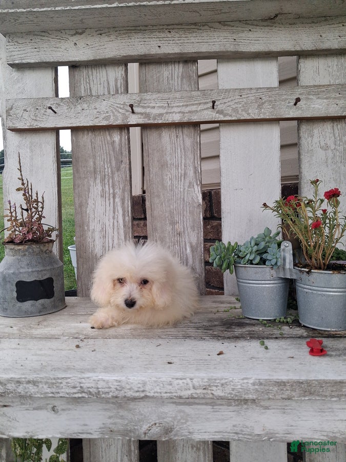 Bichon Frise dogs Rocky - Ad 2