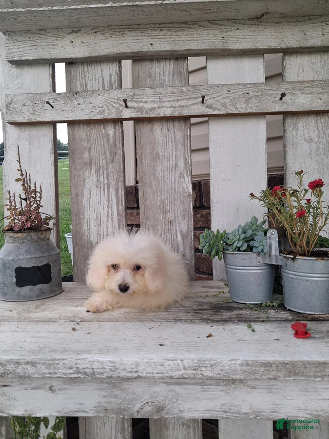 Bichon Frise dogs for sale: Rocky - Ad 2