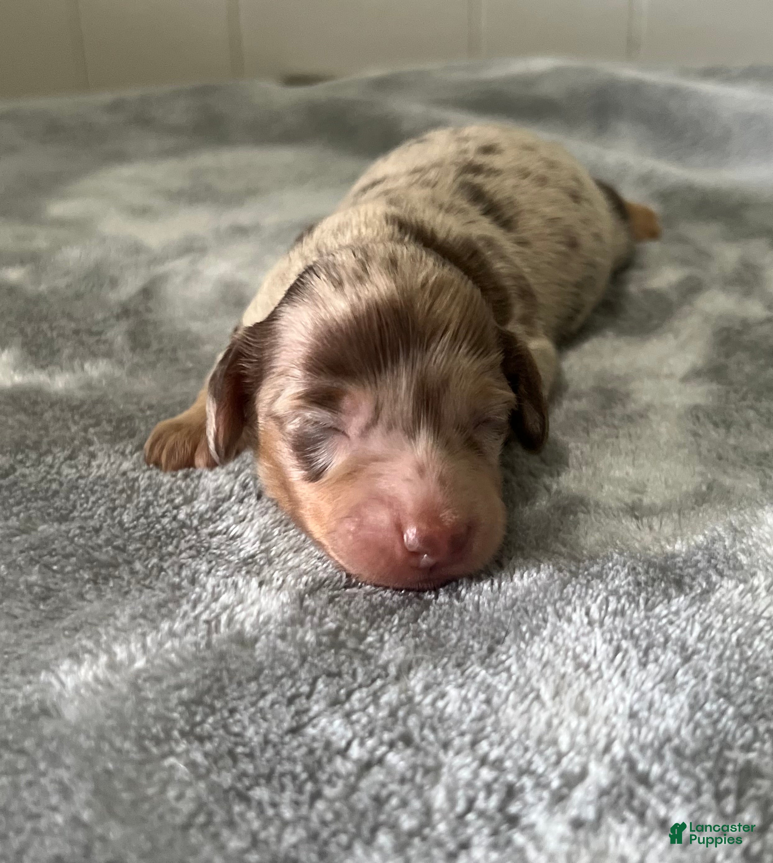 Miniature Dachshund dogs Miniature Dachshund 1 - Ad 20