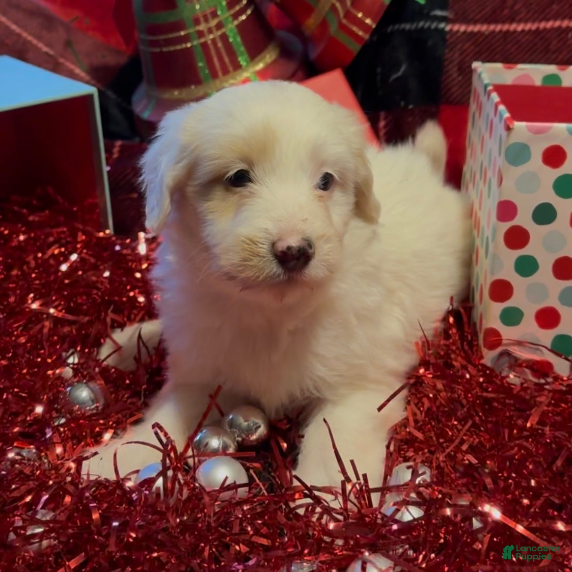 Mini Goldendoodle dogs Noelle  - Ad 11