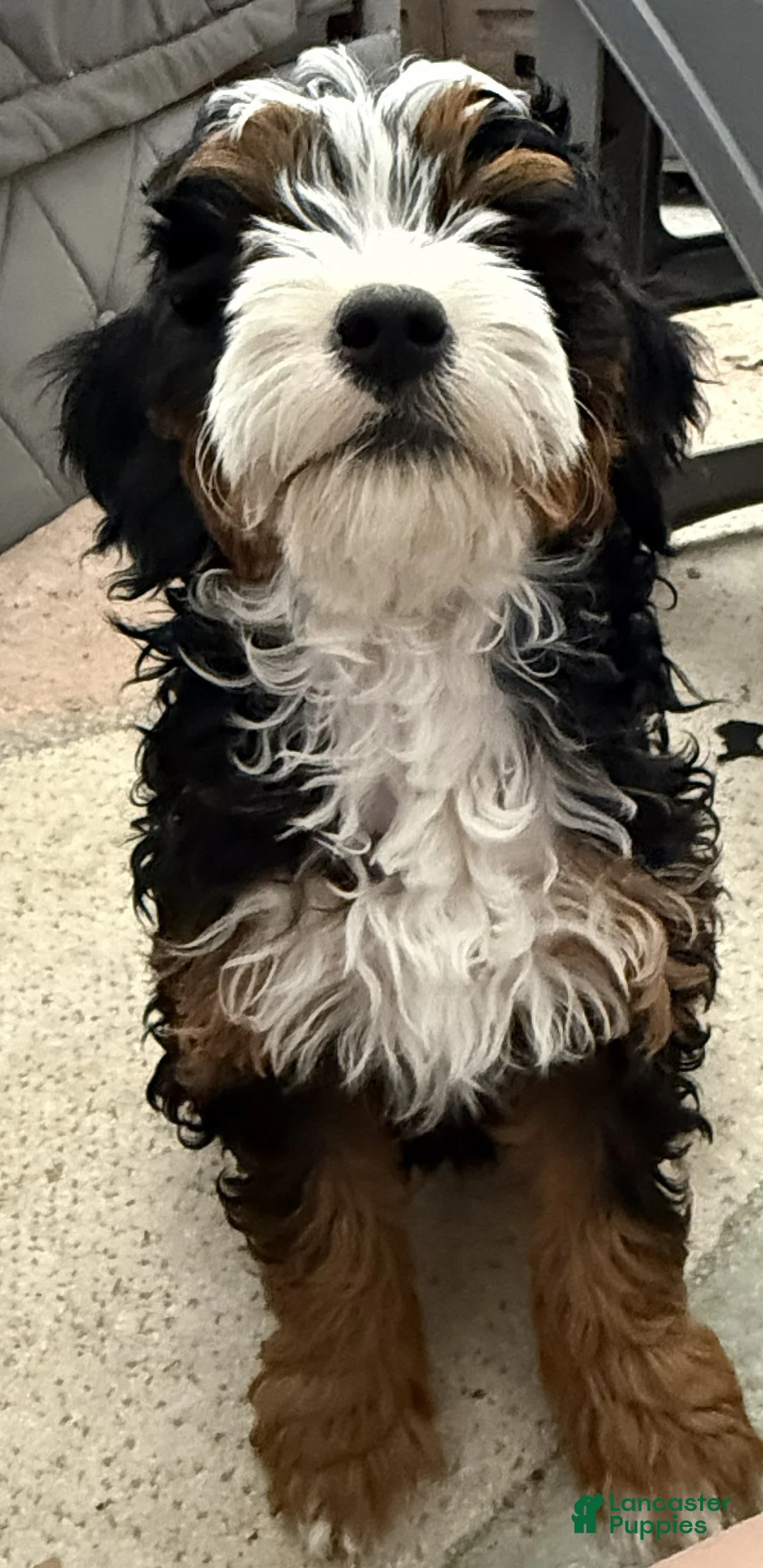 Mini Bernedoodle dogs for sale: Violet - Ad 3