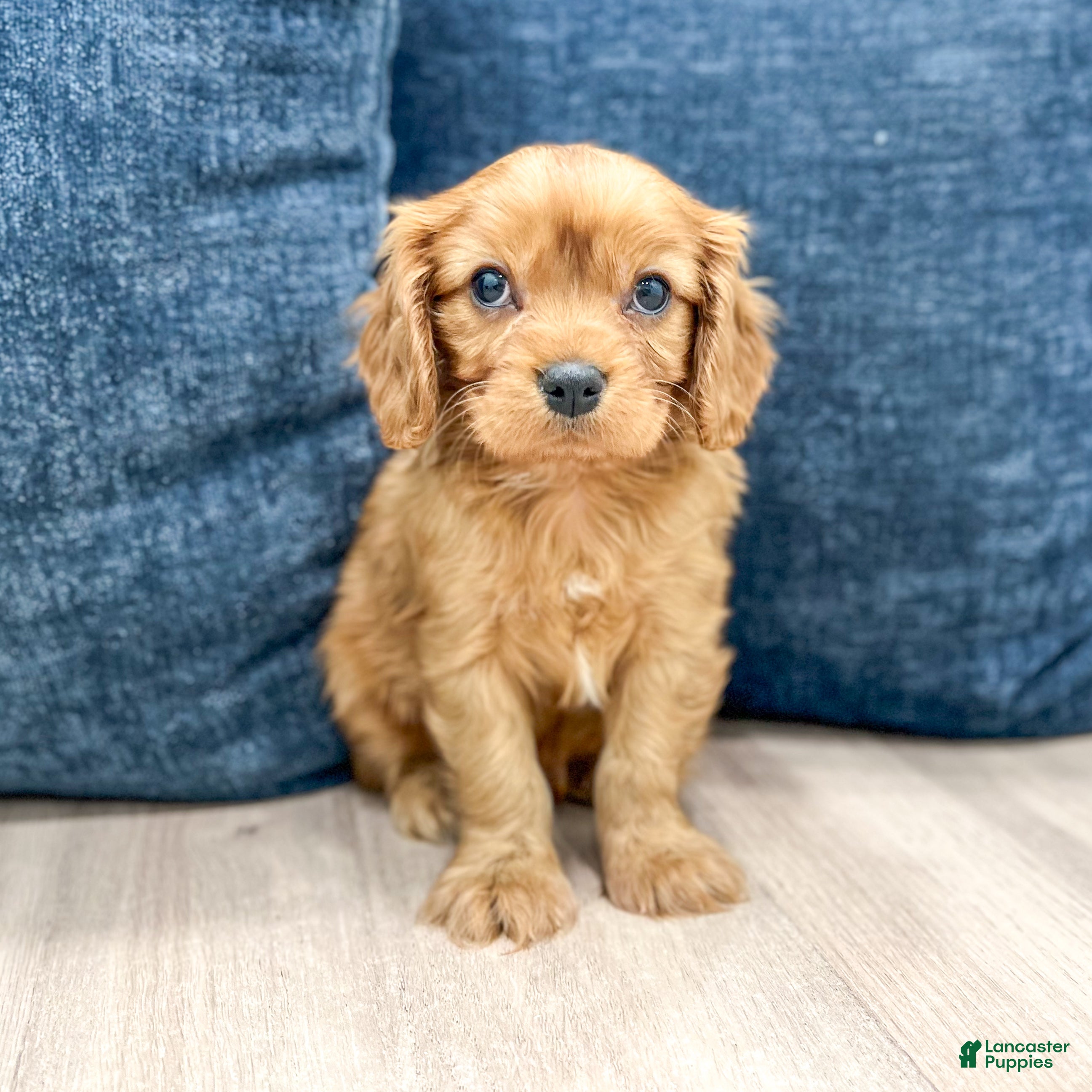 Cavalier King Charles Spaniel dogs Finn - Ad 1