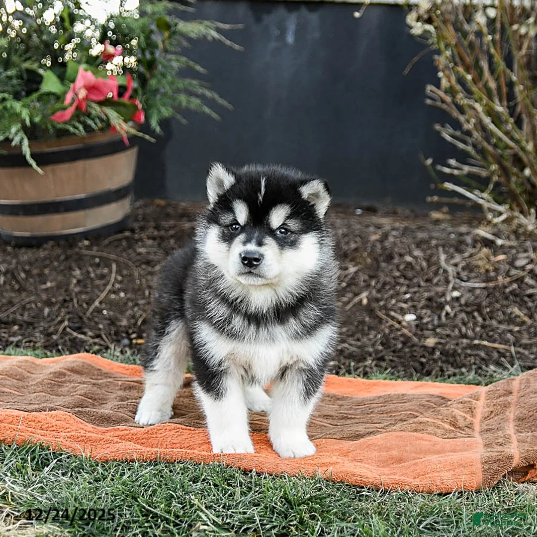 Alaskan Malamute dogs for sale: Jet - Ad 10