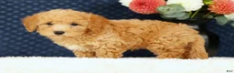 Bichpoo dogs for sale: Evan - Ad 4