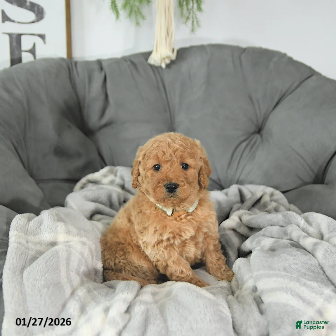 Mini Goldendoodle dogs for sale: Beau - Ad 3