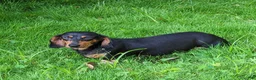 Dachshund dogs for sale: Cash - Ad 10