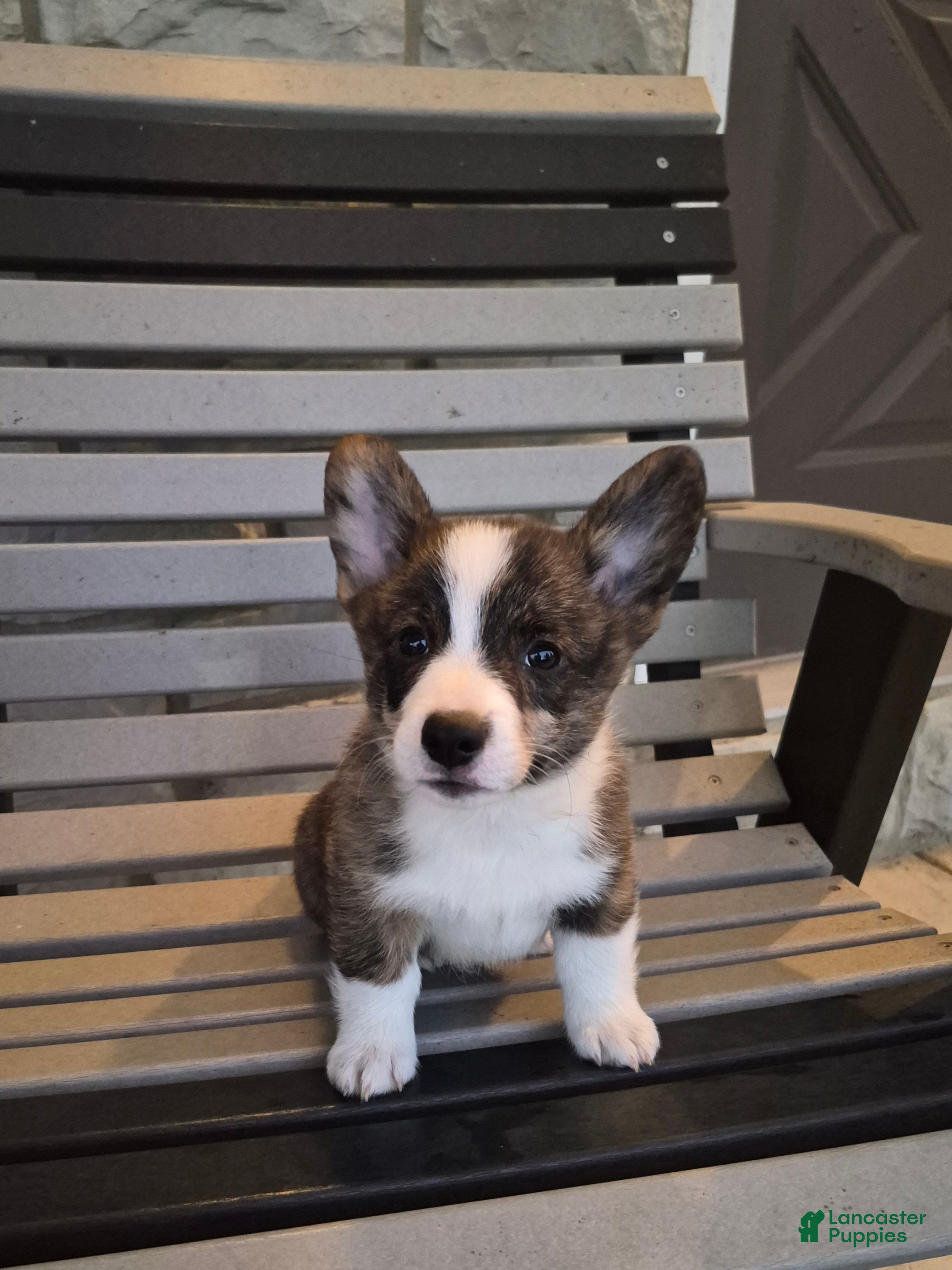 Welsh Corgi Pembroke dogs Thor - Ad 1