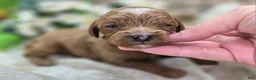 Cavapoo dogs for sale: Rollypolly - Ad 3
