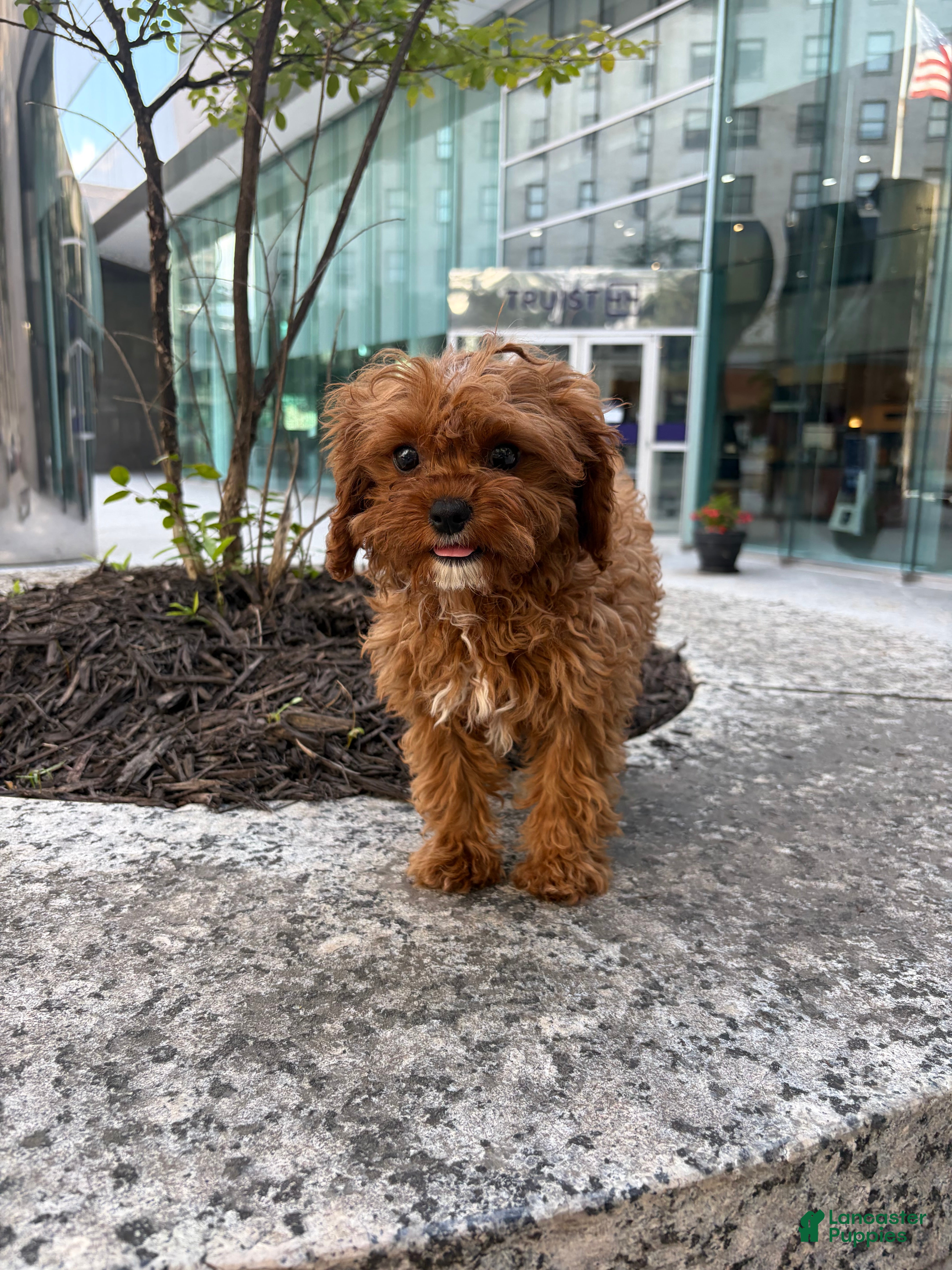 Cavapoo dogs Lilly - Ad 18