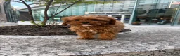 Cavapoo dogs for sale: Lilly - Ad 1
