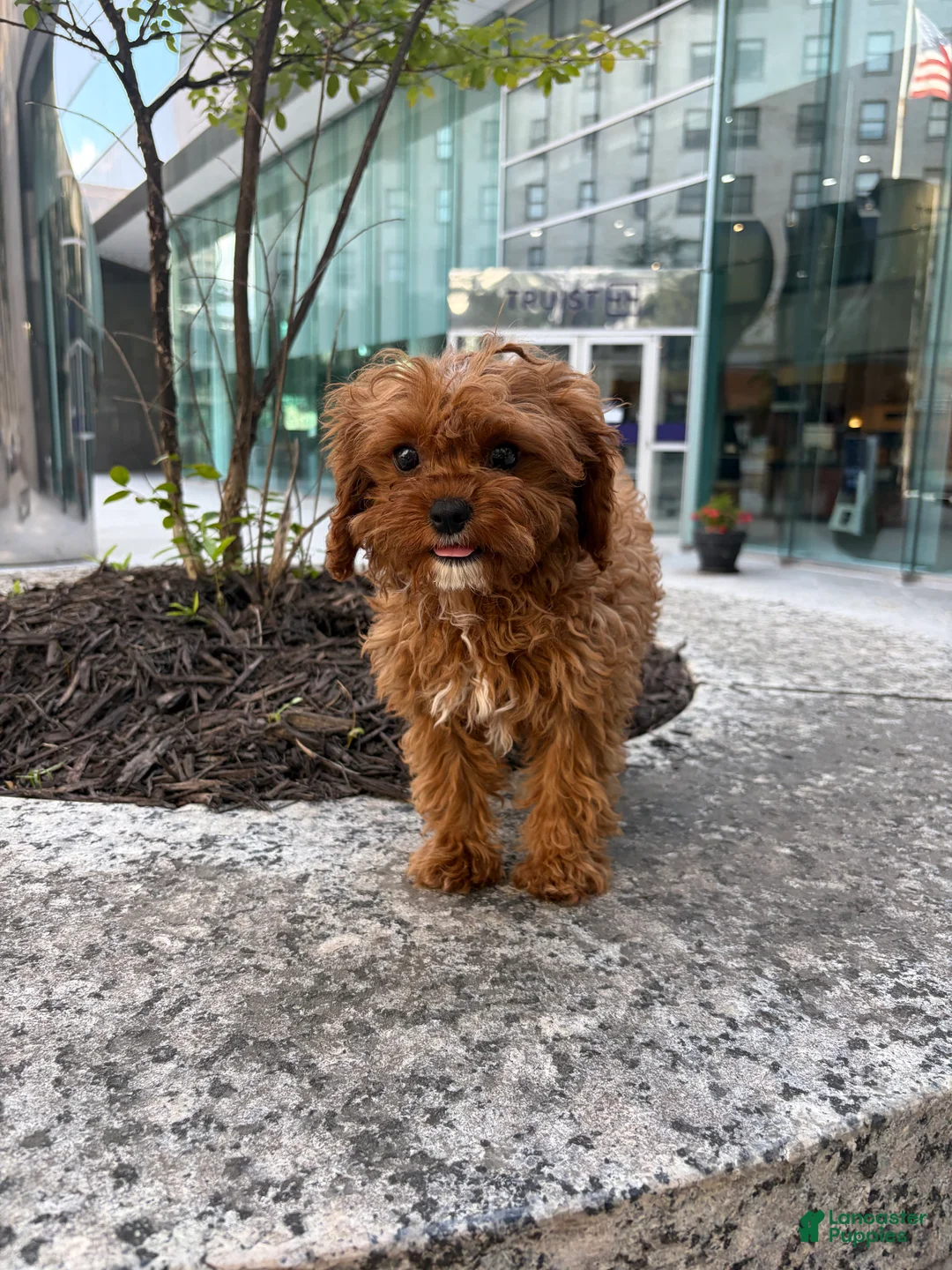 Cavapoo dogs for sale: Lilly - Ad 1