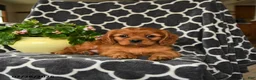 Cavalier King Charles Spaniel dogs for sale: Rolo - Ad 5