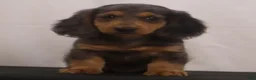 Dachshund dogs for sale: Ike - Ad 5