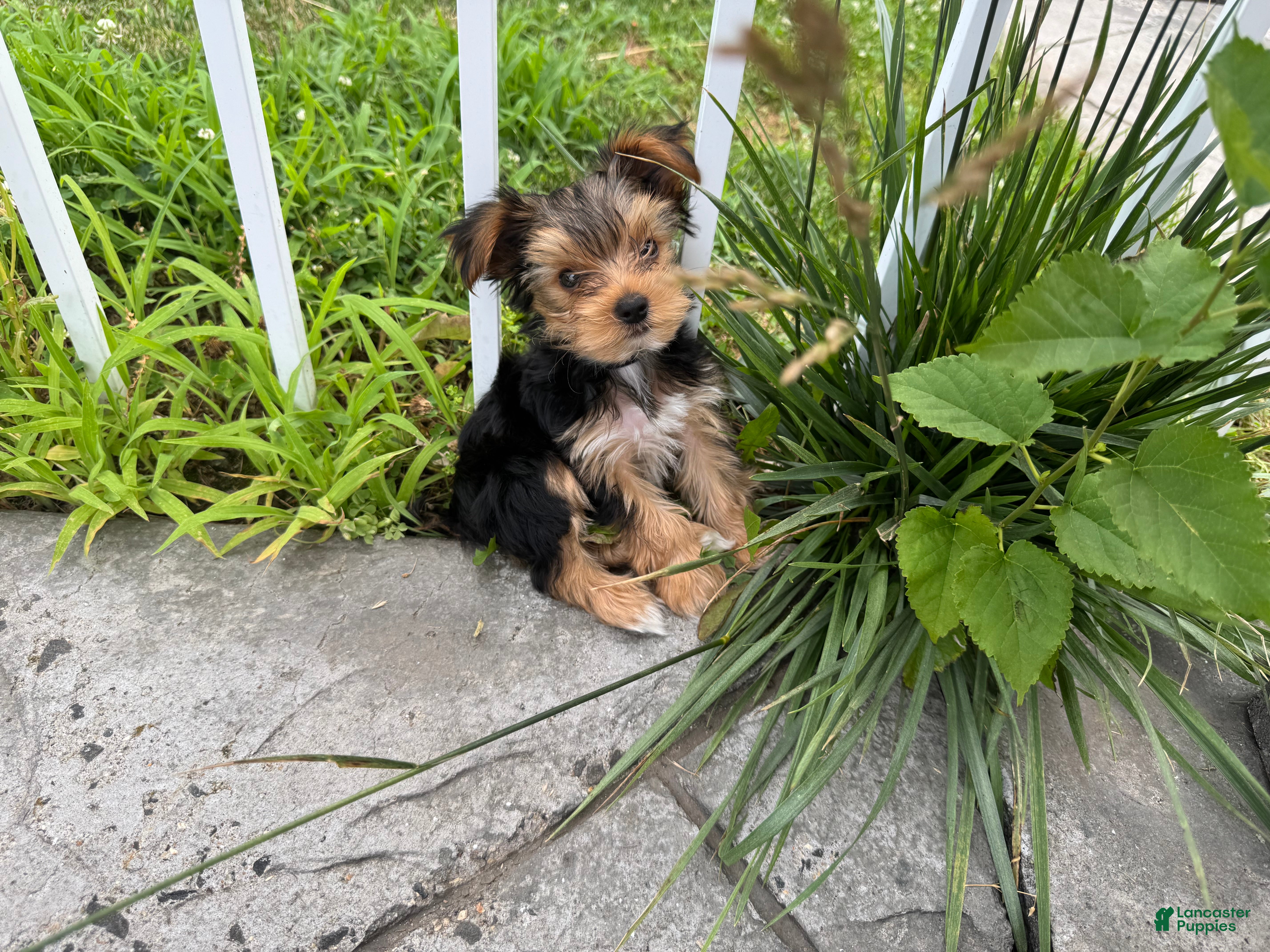 Yorkshire Terrier dogs Yorkshire Black - Ad 1