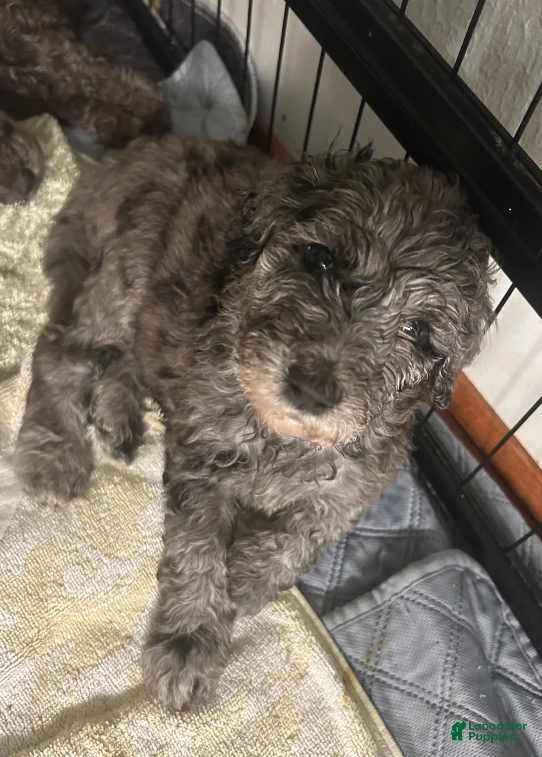 Goldendoodle dogs for sale: Goldendoodle Puppy 1 - Ad 1