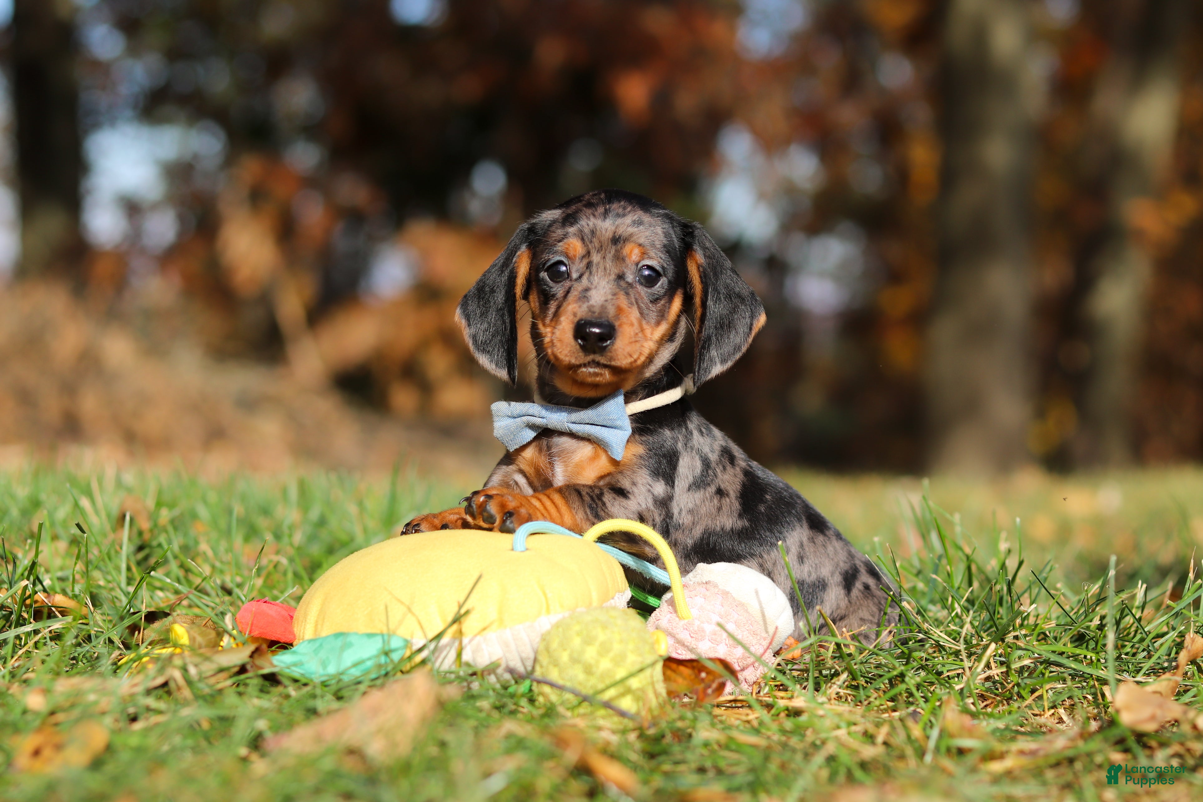 Miniature Dachshund dogs for sale: Jackson - Ad 1