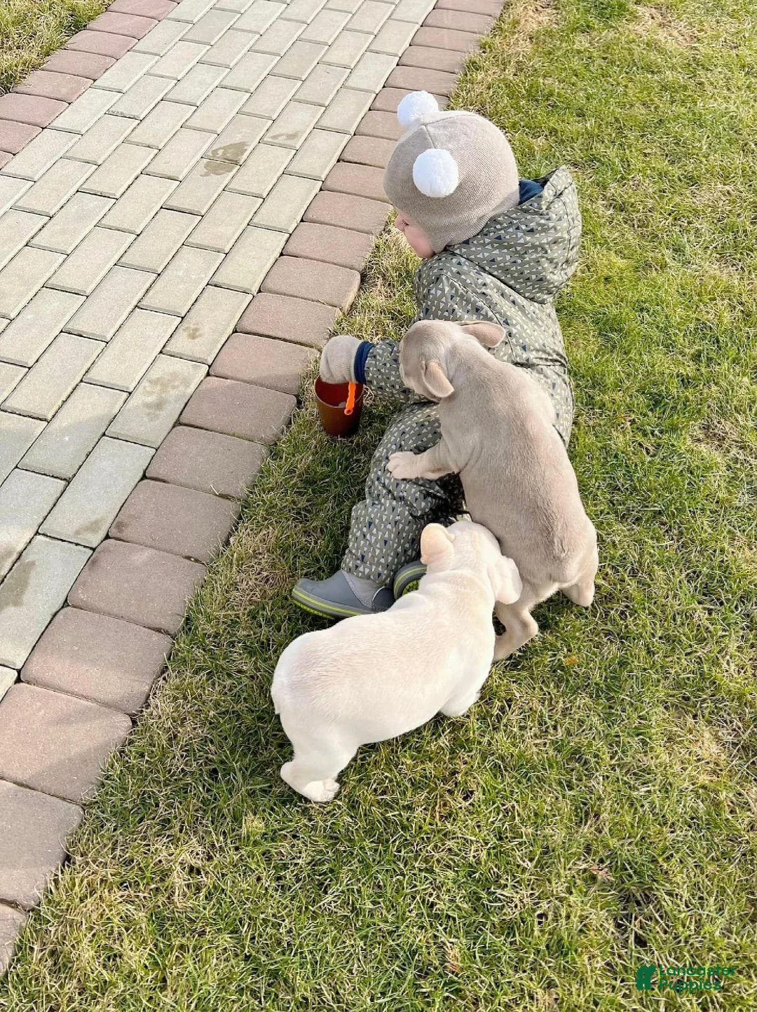 French Bulldog dogs for sale: Harley - Ad 2