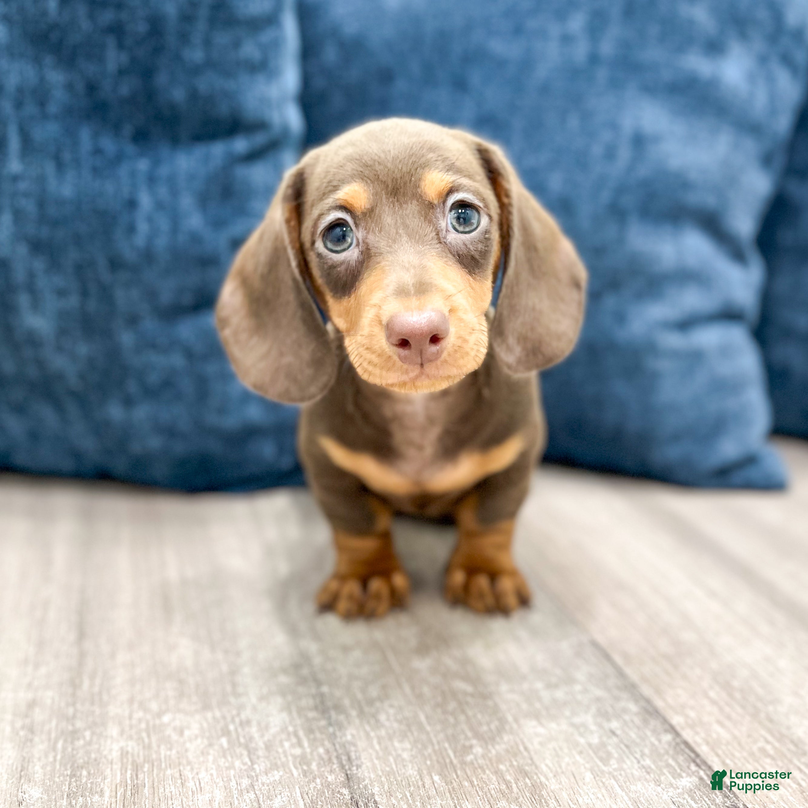 Miniature Dachshund dogs Holly - Ad 1