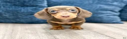 Miniature Dachshund dogs for sale: Holly - Ad 1