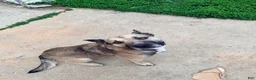 Mixed Breed dogs for sale: Mixed Breed Puppy 1 - Ad 2