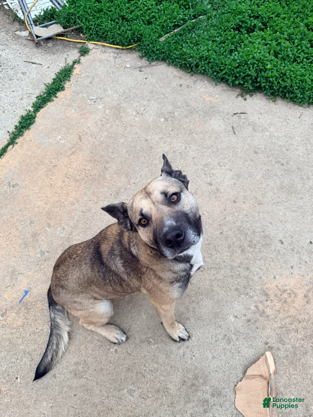 Mixed Breed dogs for sale: Mixed Breed Puppy 1 - Ad 2