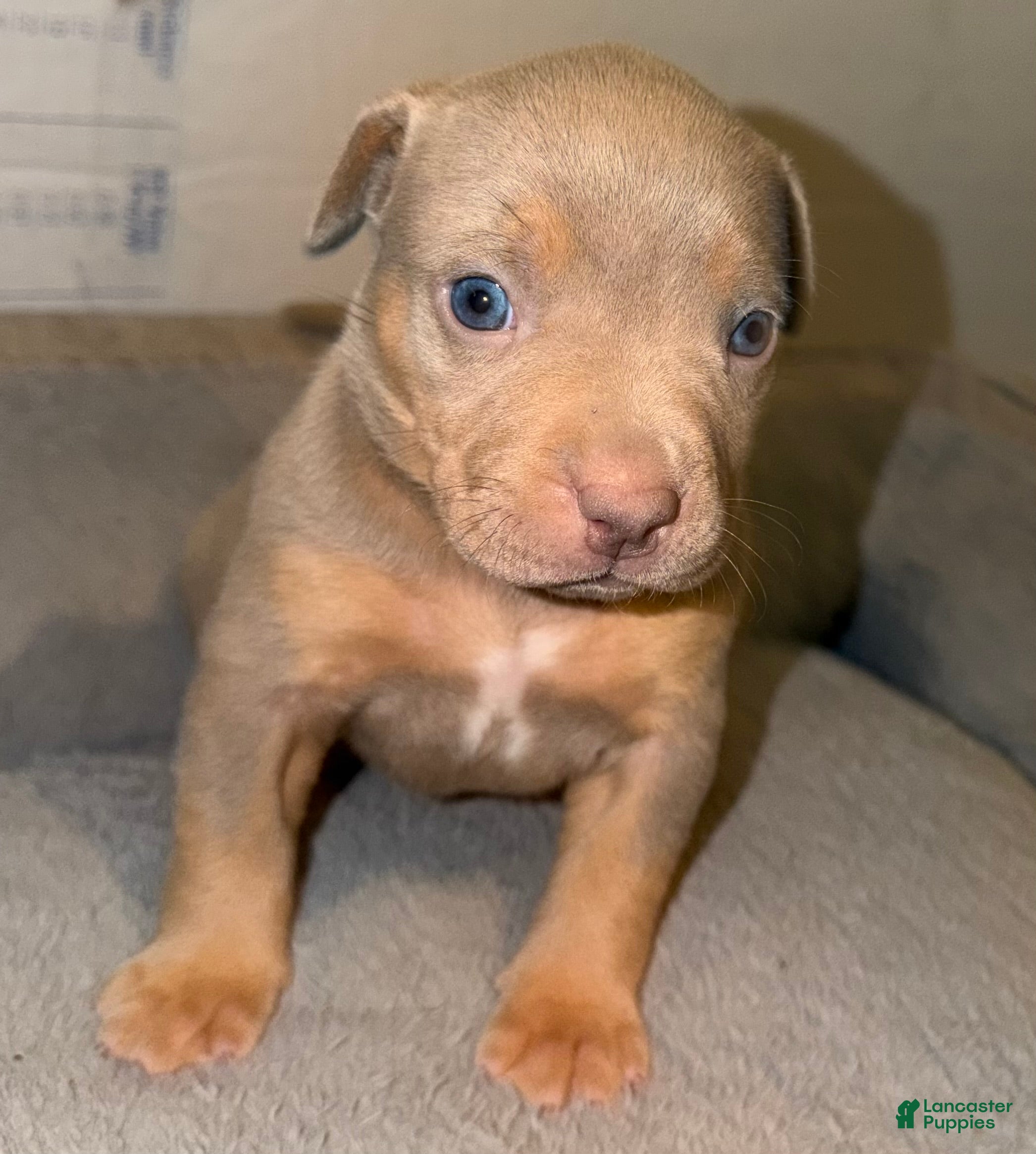 American Bully dogs Mable - Ad 2